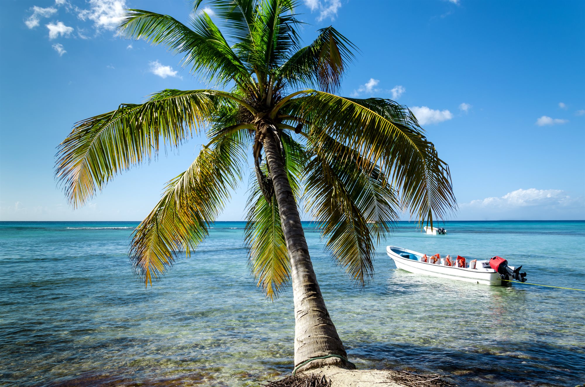 White-sand Caribbean beach lined with palms